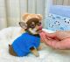 Chihuahua Puppies for sale in Milwaukee, Wisconsin. price: $500