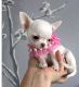 Chihuahua Puppies for sale in Arizona City, Arizona. price: $600