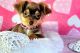Chihuahua Puppies for sale in Falls City, Oregon. price: $600