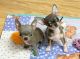 Chihuahua Puppies for sale in Allen, South Dakota. price: $400