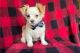 Chihuahua Puppies for sale in Appleton, Wisconsin. price: $600