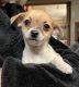 Chihuahua Puppies for sale in Amherst Junction, WI 54407, USA. price: $650