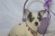 Chihuahua Puppies for sale in Coffee Springs, Alabama. price: $600