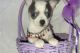 Chihuahua Puppies for sale in Coventry, Connecticut. price: $600