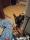 Chihuahua Puppies for sale in Sutter, California. price: $10,000