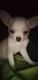 Chihuahua Puppies for sale in Batchtown, Illinois. price: $1,000