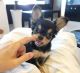 Chihuahua Puppies for sale in Little Rock, Arkansas. price: $500