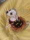 Chihuahua Puppies for sale in San Diego, CA, USA. price: $250