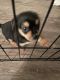 Chihuahua Puppies for sale in Murfreesboro, Tennessee. price: $600