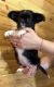 Chihuahua Puppies for sale in Semmes, Alabama. price: $3,000