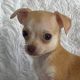 Chihuahua Puppies for sale in Vincentown, New Jersey. price: $950