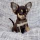 Chihuahua Puppies for sale in Chicago, Illinois. price: $450
