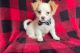 Chihuahua Puppies for sale in Buffalo, New York. price: $500