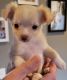 Chihuahua Puppies for sale in Madison, Wisconsin. price: $900