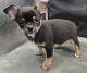 Chihuahua Puppies for sale in Seattle, Washington. price: $500
