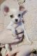 Chihuahua Puppies for sale in Guysville, OH, USA. price: $800