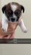 Chihuahua Puppies for sale in Devonport, Tasmania. price: $1,200