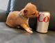 Chihuahua Puppies for sale in Slidell, Louisiana. price: $1,400