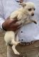 Chihuahua Puppies for sale in Norco, California. price: $300