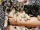 Chihuahua Puppies for sale in Stevens Point, Wisconsin. price: $700