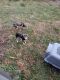 Chihuahua Puppies for sale in Jupiter, Florida. price: $275