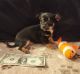Chihuahua Puppies for sale in Los Angeles, California. price: $500