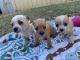 Chihuahua Puppies for sale in Balcatta, Western Australia. price: $1,000