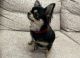 Chihuahua Puppies for sale in Augusta, Western Australia. price: $200