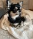 Chihuahua Puppies for sale in Augusta, Western Australia. price: $200