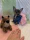 Chihuahua Puppies for sale in Lumberton, North Carolina. price: $2,500
