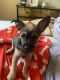 Chihuahua Puppies for sale in Hollywood, FL, USA. price: $450