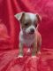 Chihuahua Puppies for sale in Grovetown, Georgia. price: $800