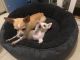 Chihuahua Puppies for sale in Gold Coast, Queensland. price: $1,900