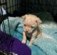 Chihuahua Puppies for sale in Hood River, Oregon. price: $650