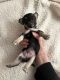 Chihuahua Puppies for sale in Stroudsburg, Pennsylvania. price: $850