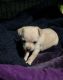Chihuahua Puppies for sale in Hood River, Oregon. price: $550