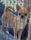 Chihuahua Puppies for sale in Gainesville, Florida. price: $1,500