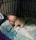 Chihuahua Puppies for sale in Hood River, Oregon. price: $650