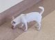 Chihuahua Puppies for sale in Wentworth, New South Wales. price: $2,000