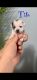 Chihuahua Puppies for sale in Rome, Georgia. price: $800