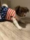 Chihuahua Puppies for sale in Granbury, TX, USA. price: $700