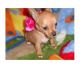 Chihuahua Puppies for sale in Boulder, CO, USA. price: NA