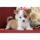 Chihuahua Puppies for sale in Memphis, TN, USA. price: NA
