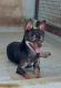 Chihuahua Puppies for sale in Chennai, Tamil Nadu. price: 20,000 INR