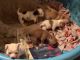 Chihuahua Puppies for sale in Allentown, Pennsylvania. price: $450