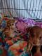 Chihuahua Puppies for sale in New Britain, Connecticut. price: $750