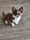 Chihuahua Puppies for sale in Troutville, VA 24175, USA. price: $2,500