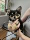 Chihuahua Puppies for sale in Shailor Park, Queensland. price: $2,500