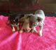 Chihuahua Puppies for sale in Jersey City, New Jersey. price: $500