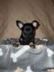 Chihuahua Puppies for sale in Walton, New York. price: $600